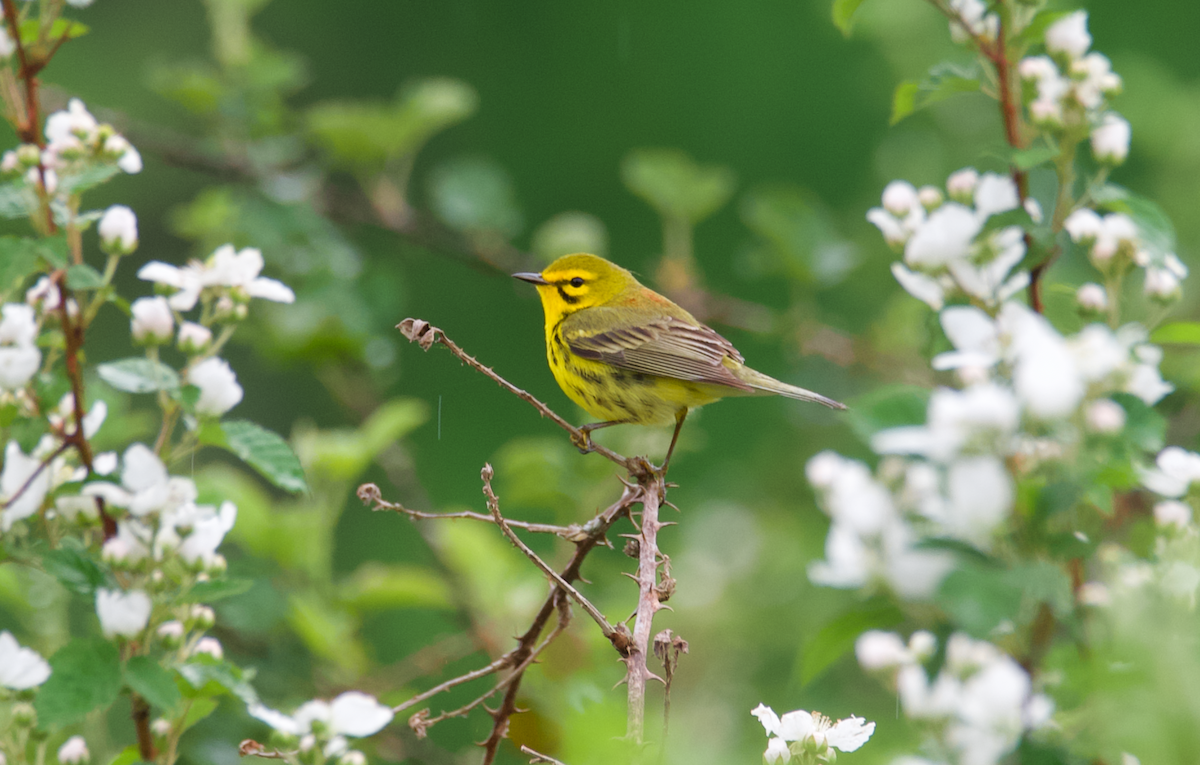 Prairie Warbler - ML617889756