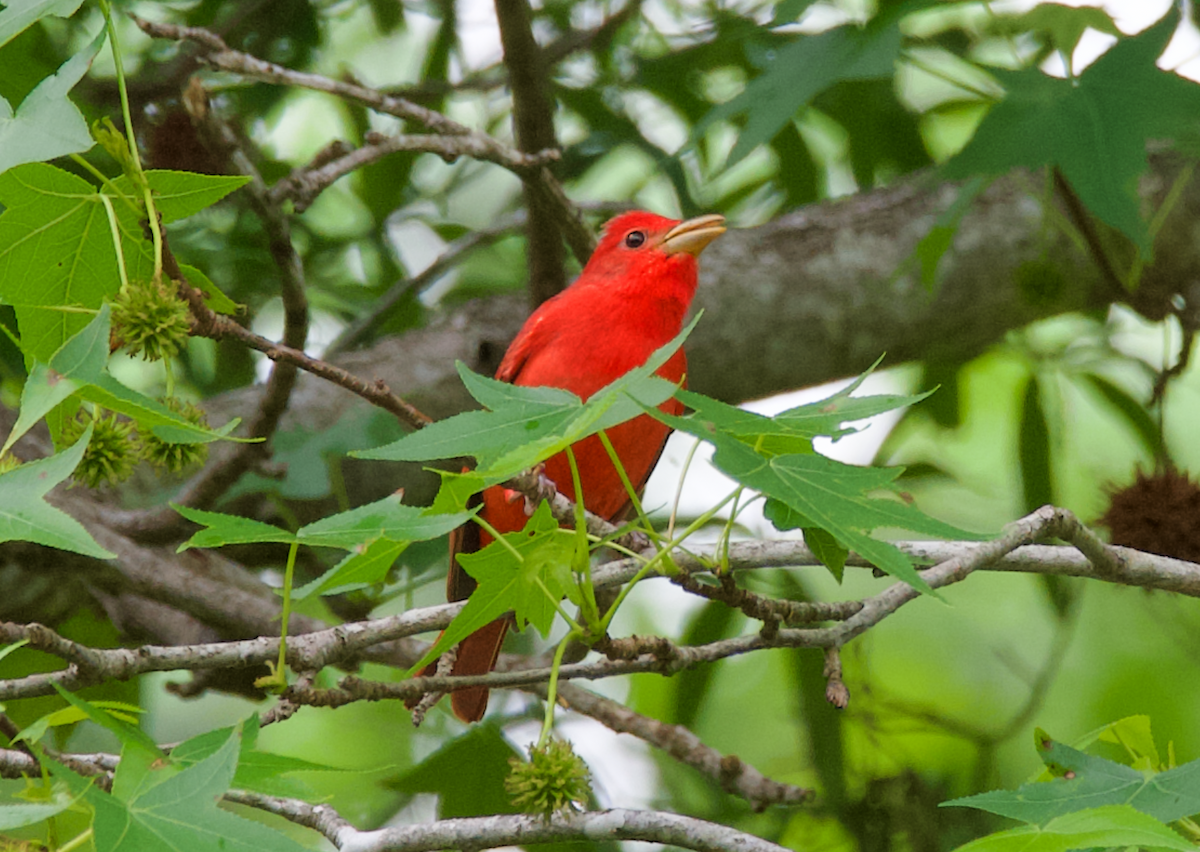 Summer Tanager - ML617889772