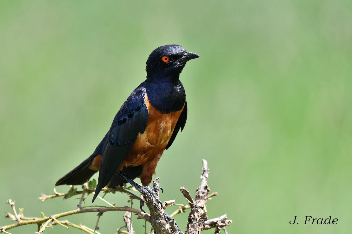 Hildebrandt's Starling - ML617889784