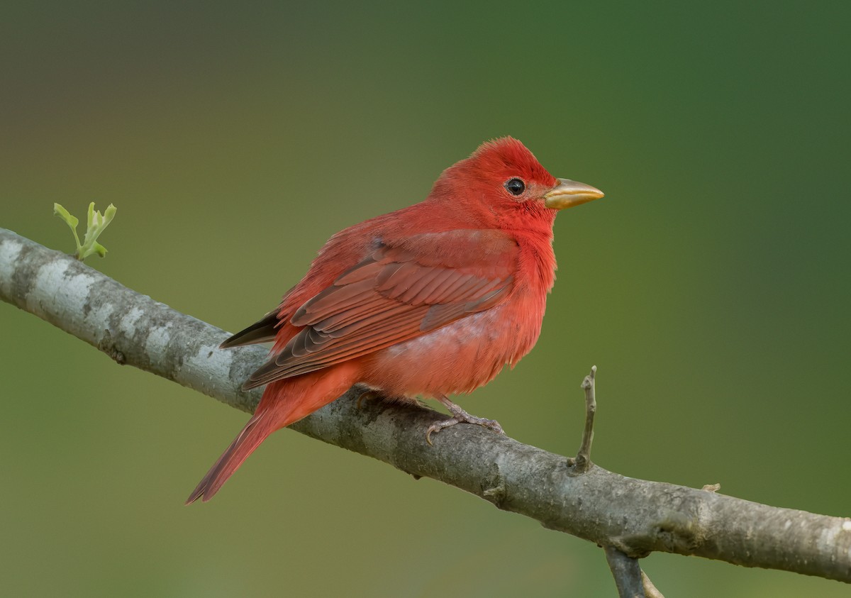 Summer Tanager - Pramod Prabhu