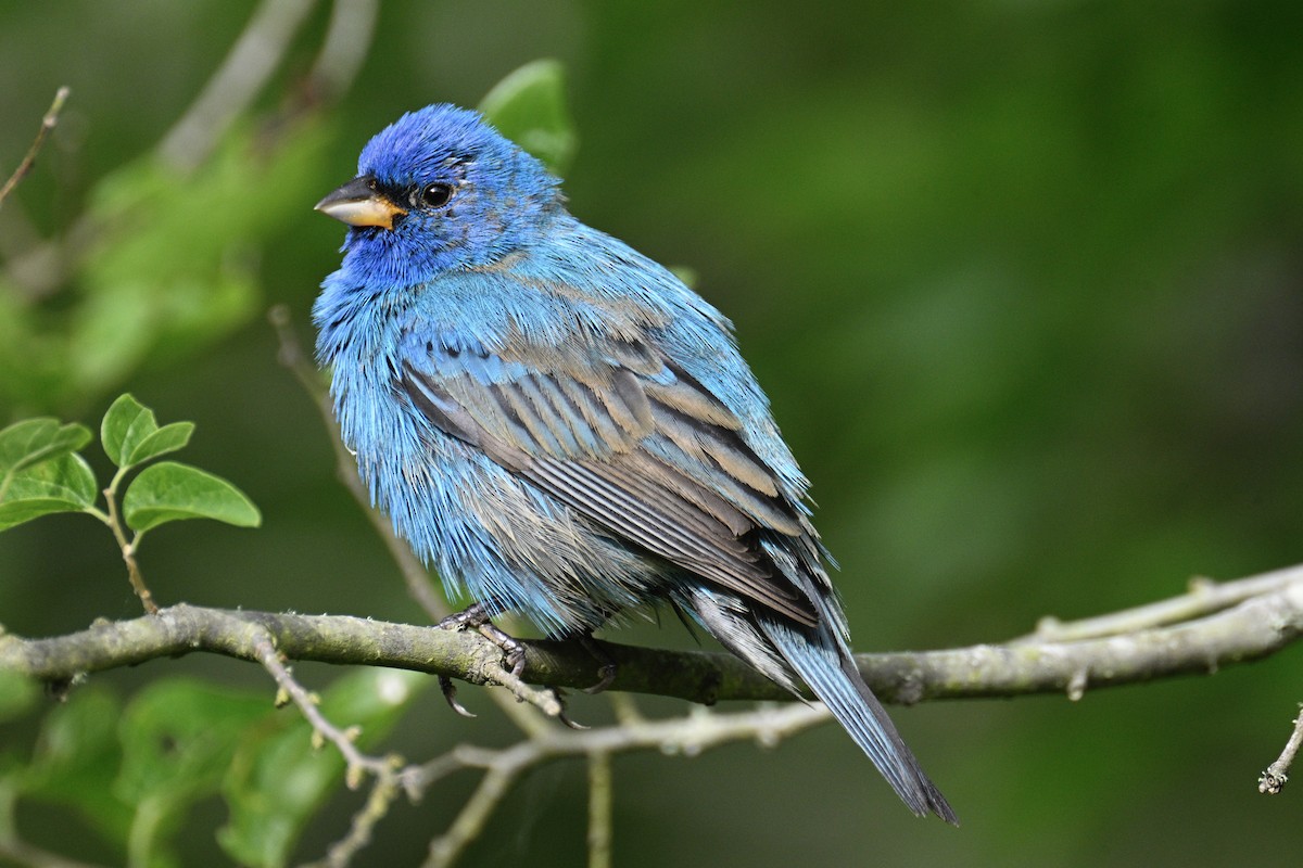 Indigo Bunting - ML617889796