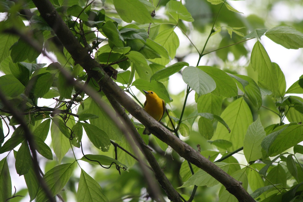 Prothonotary Warbler - Jim Pearson