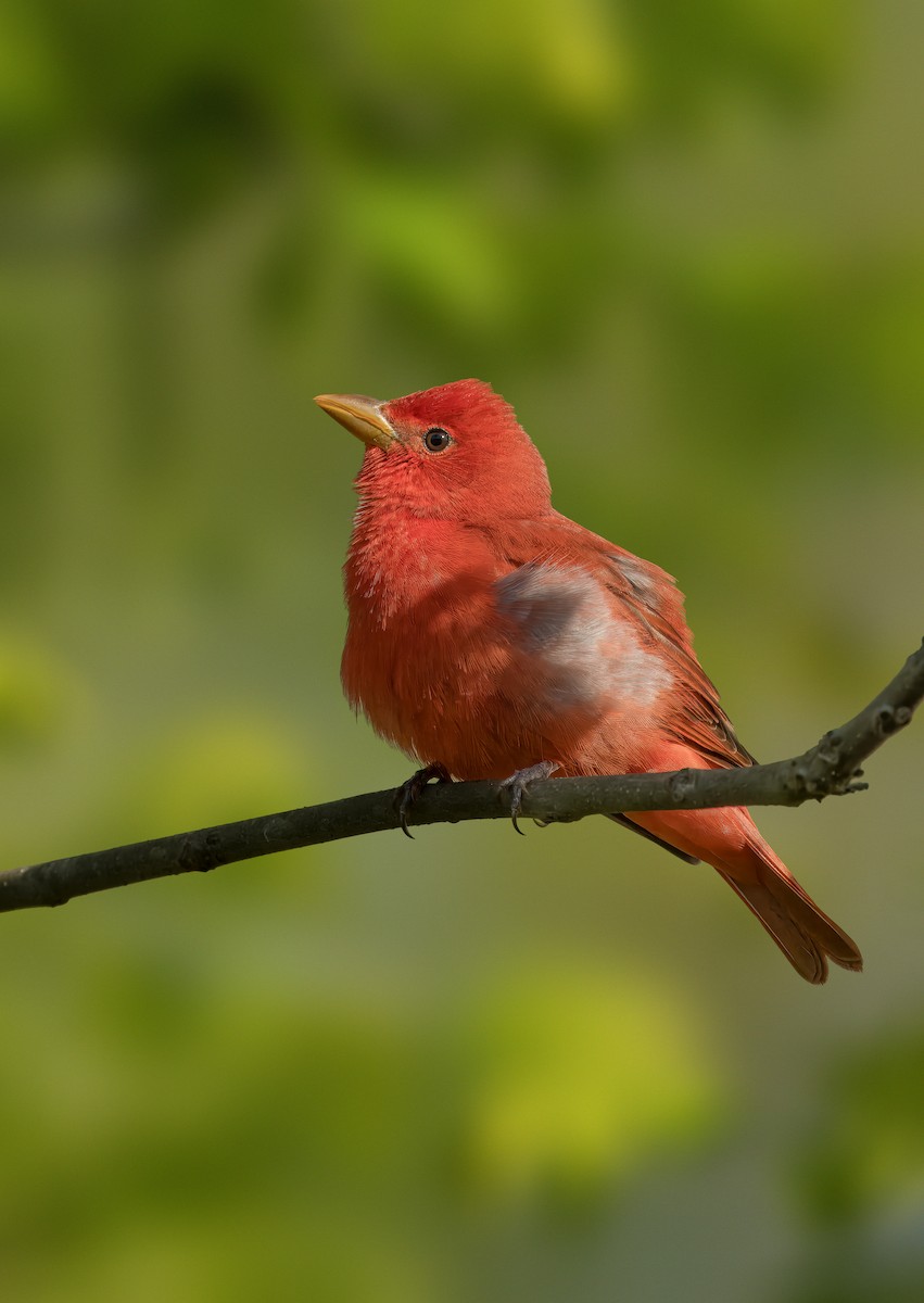 Summer Tanager - Pramod Prabhu