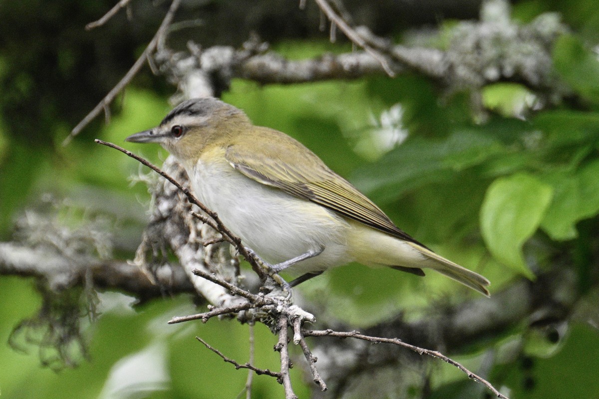 Red-eyed Vireo - ML617889813