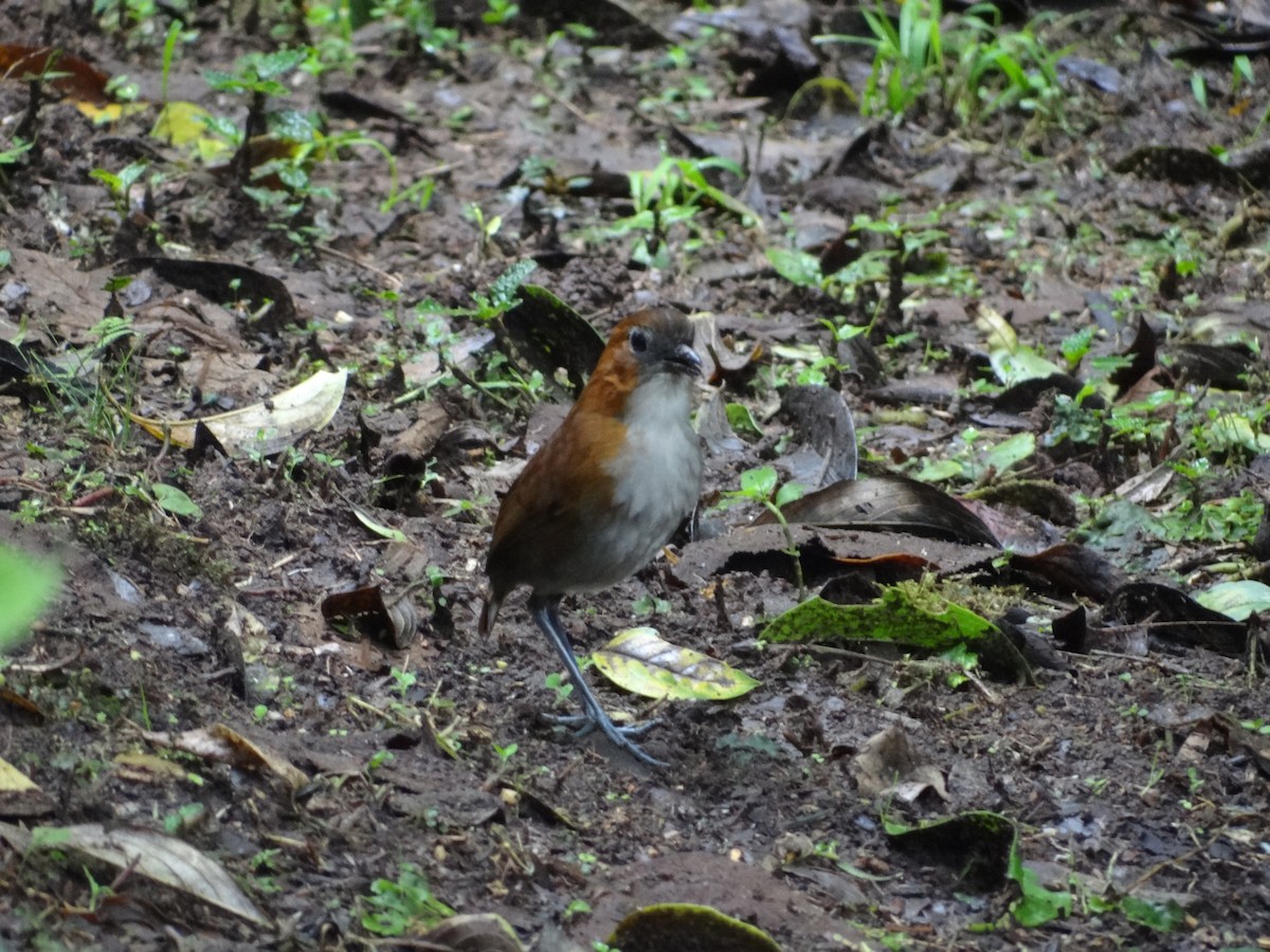 White-bellied Antpitta - ML617889832