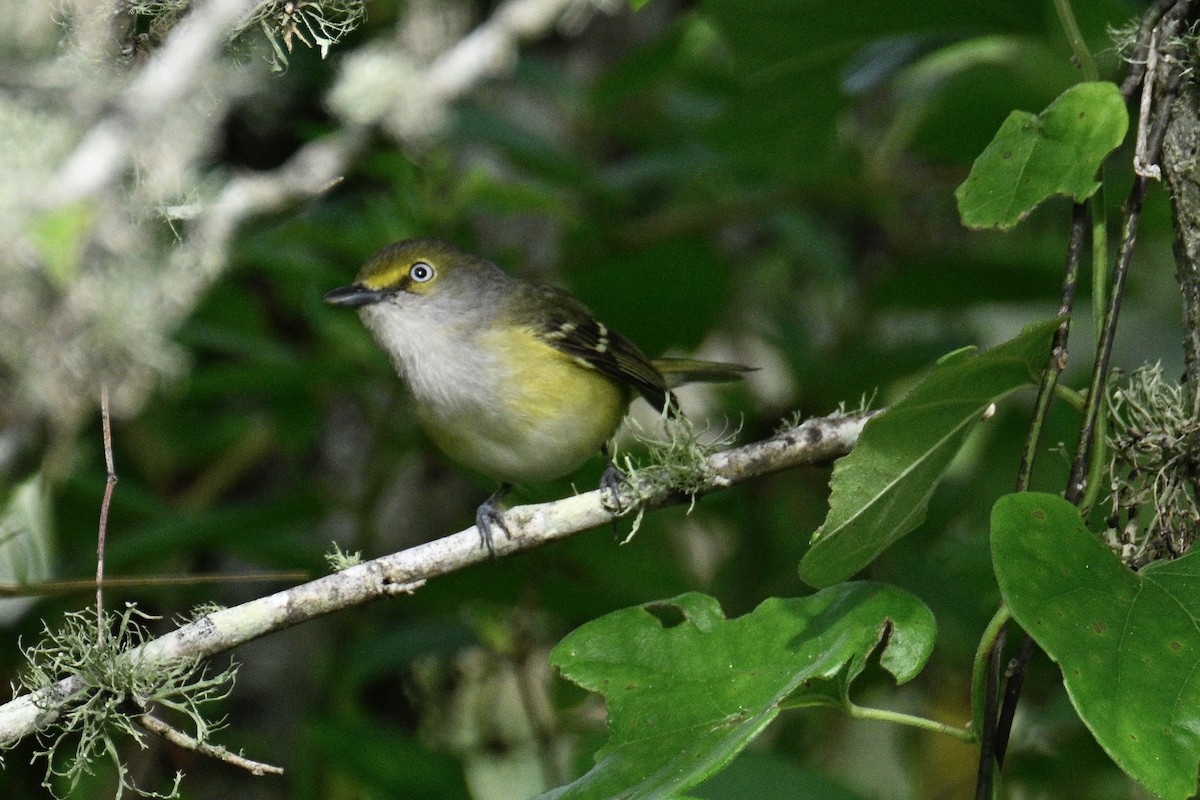 White-eyed Vireo - ML617889834