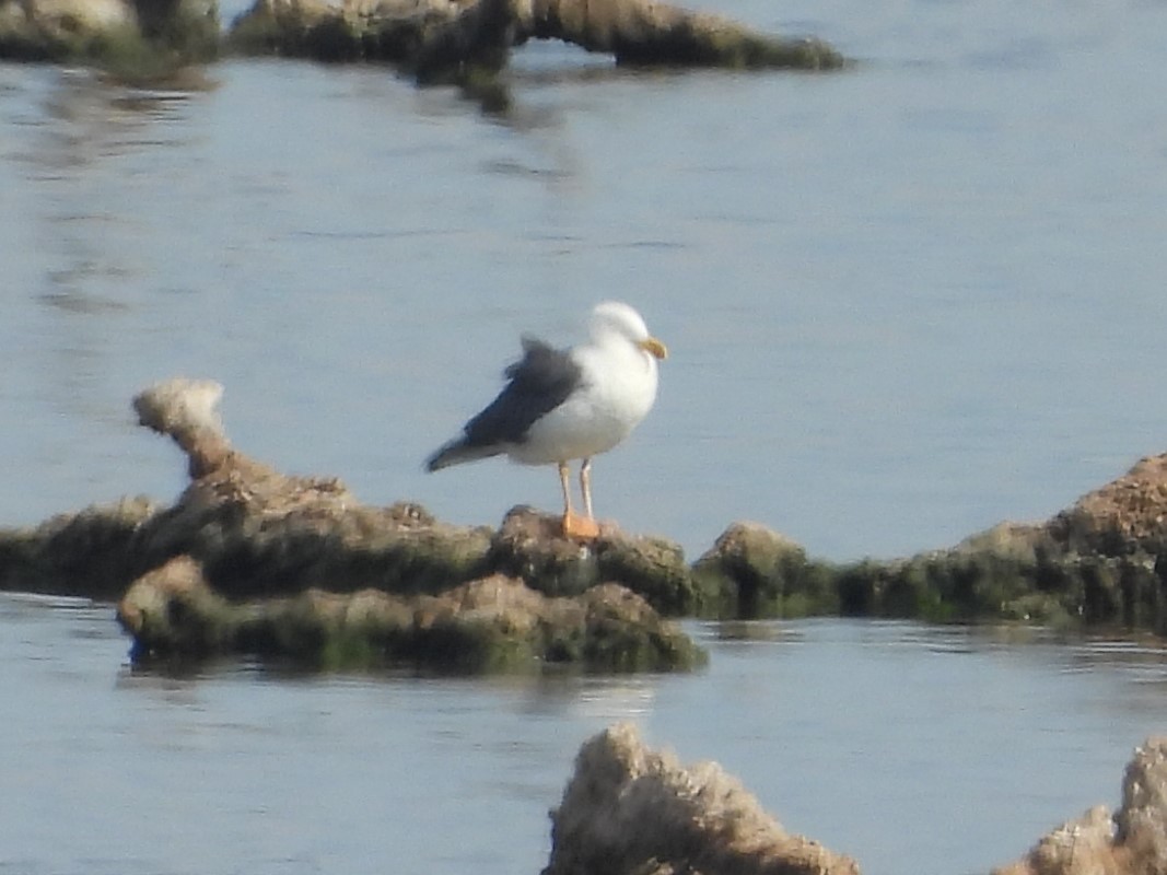 Yellow-footed Gull - ML617889856