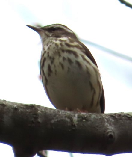 Louisiana Waterthrush - ML617889859