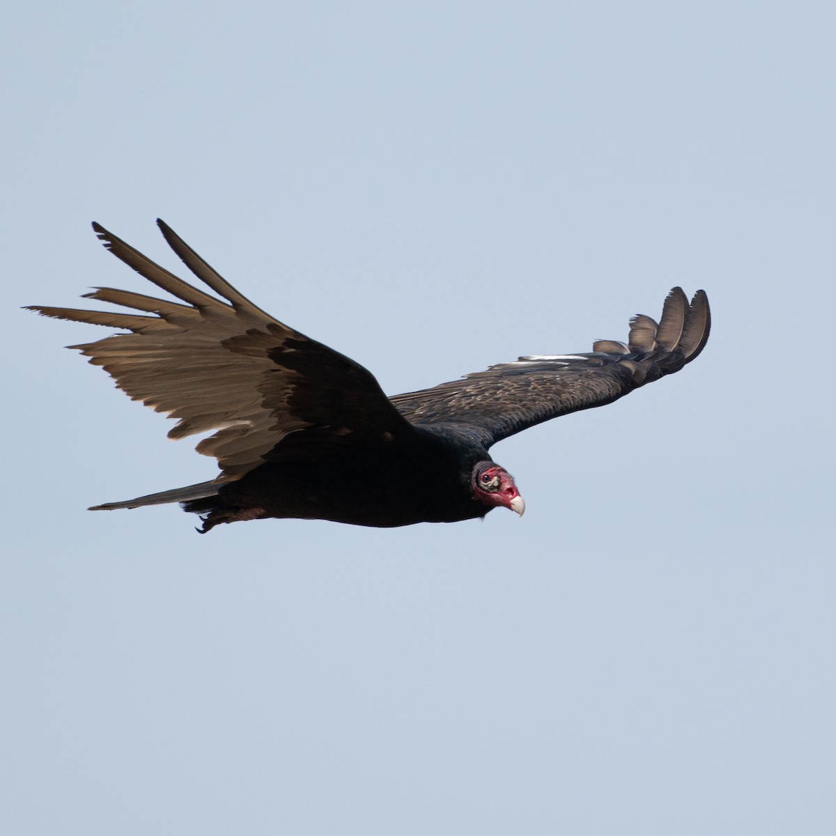 Turkey Vulture - Christine Pelletier et (Claude St-Pierre , photos)