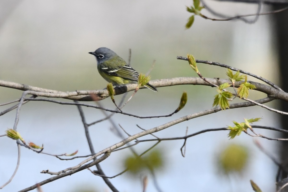 Blue-headed Vireo - ML617889911