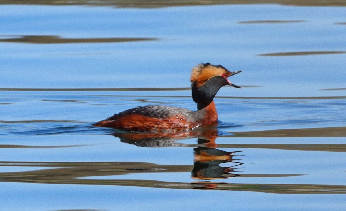 Horned Grebe - ML617889915