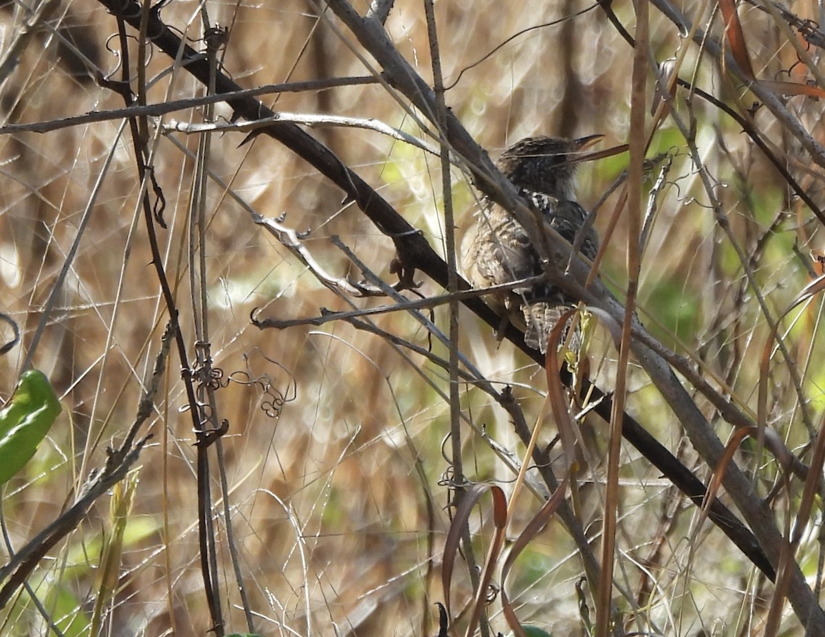 Sedge Wren - ML617889950