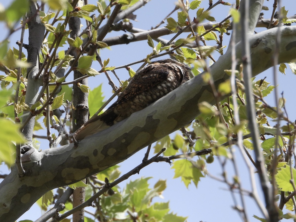 Eastern Whip-poor-will - Robin M