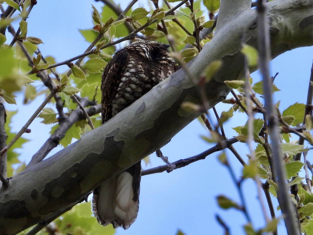 Eastern Whip-poor-will - Robin M