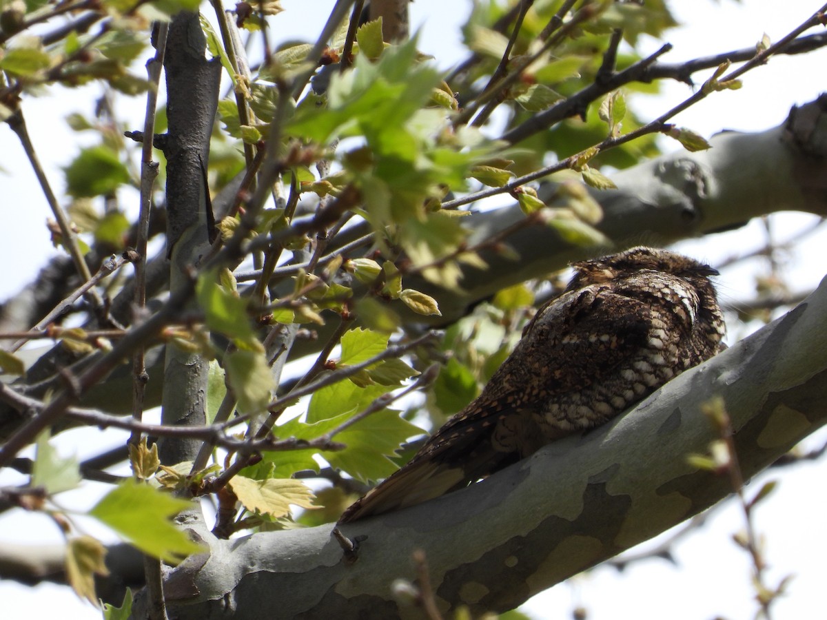 Eastern Whip-poor-will - Robin M