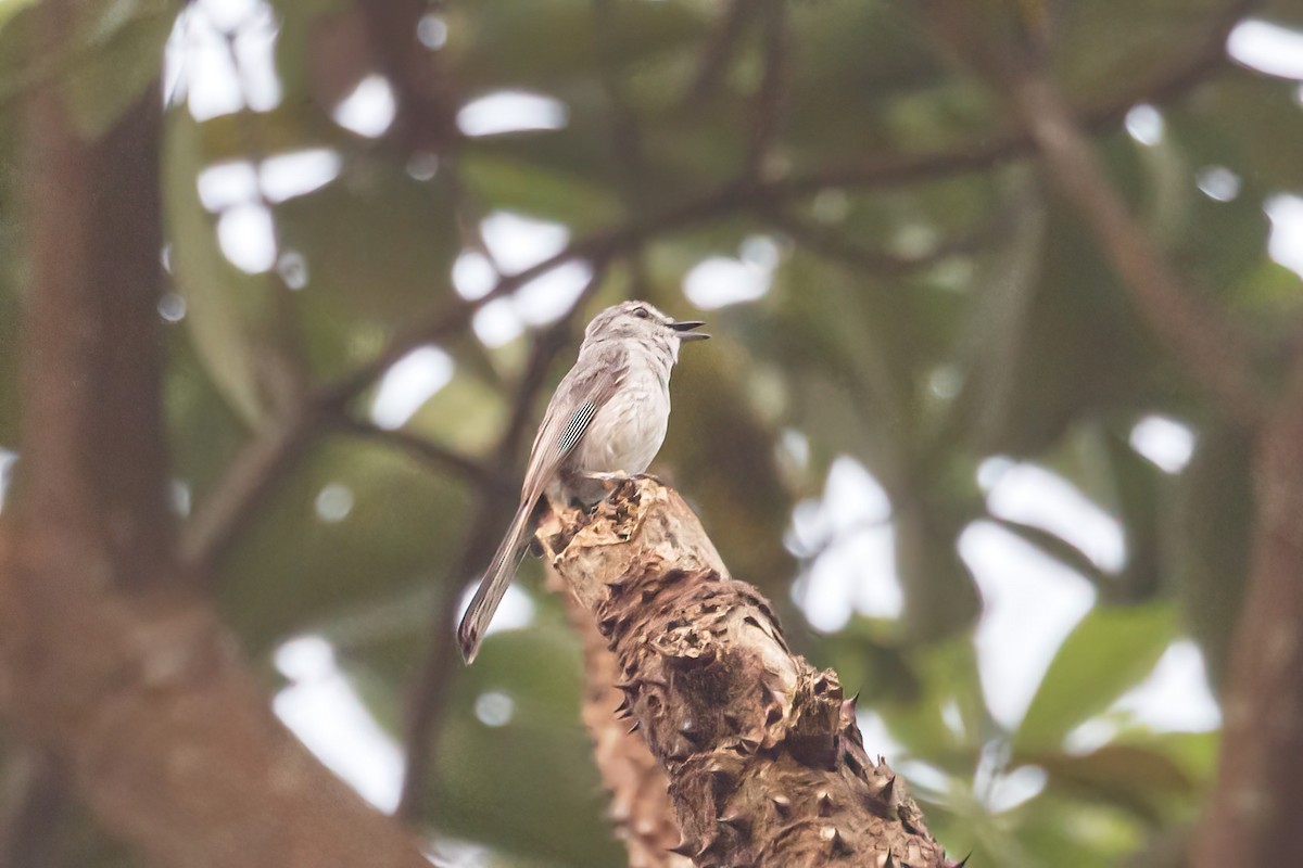 Gray Tit-Flycatcher - ML617889985