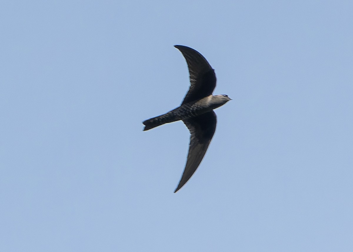 Black Swift - Guillermo  Saborío Vega