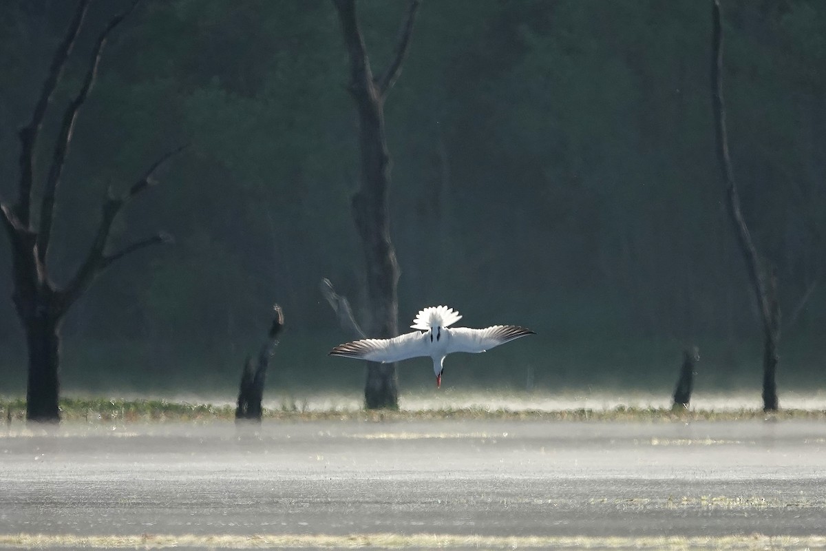 Caspian Tern - ML617889997