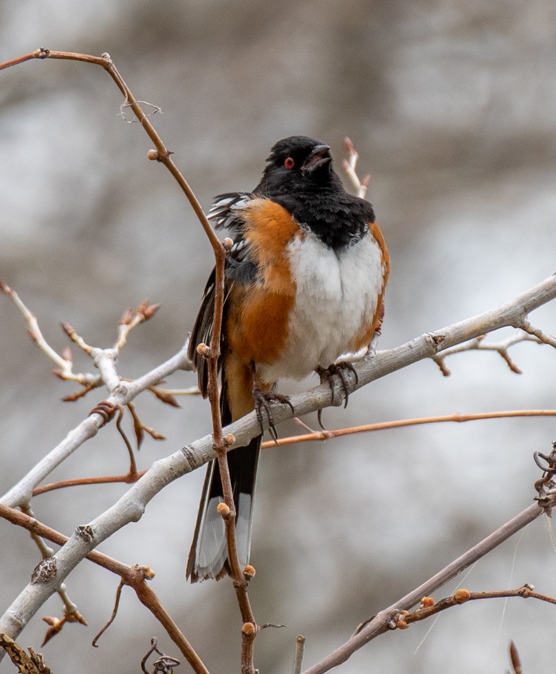 Spotted Towhee - Holly Kaltenstein