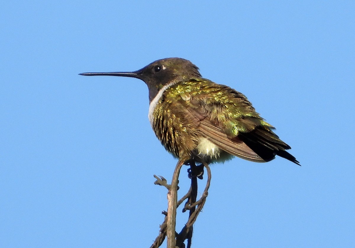 Black-chinned Hummingbird - ML617890005