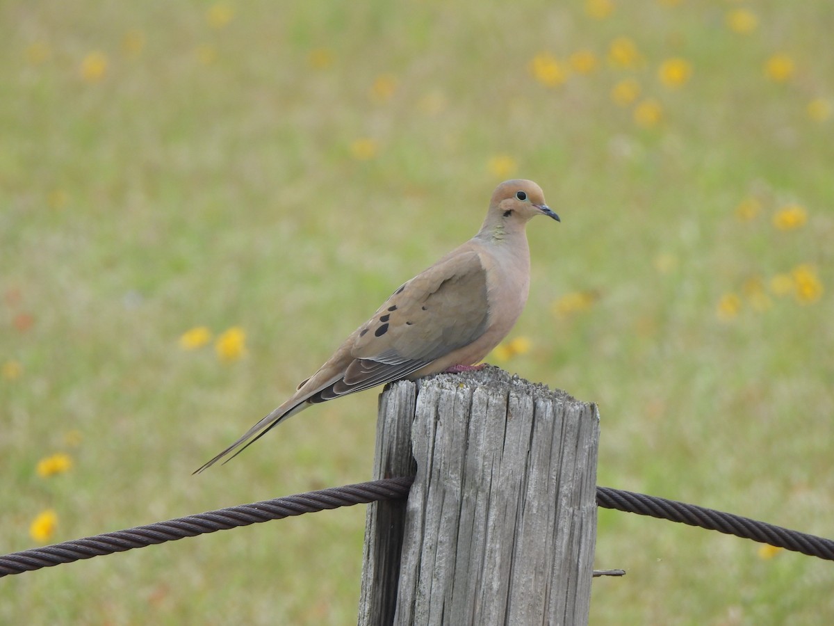 Mourning Dove - ML617890022