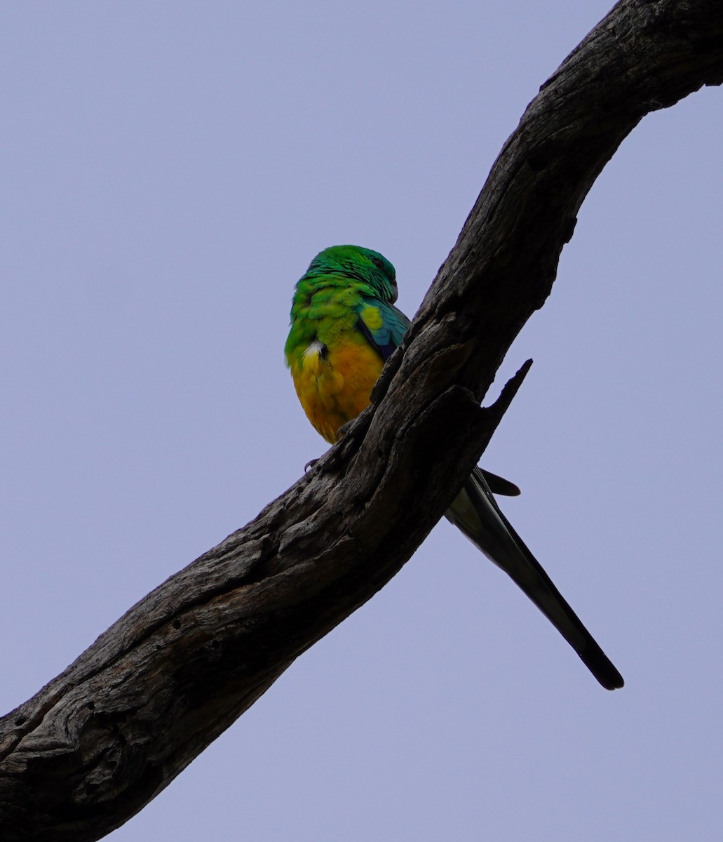 Red-rumped Parrot - ML617890038