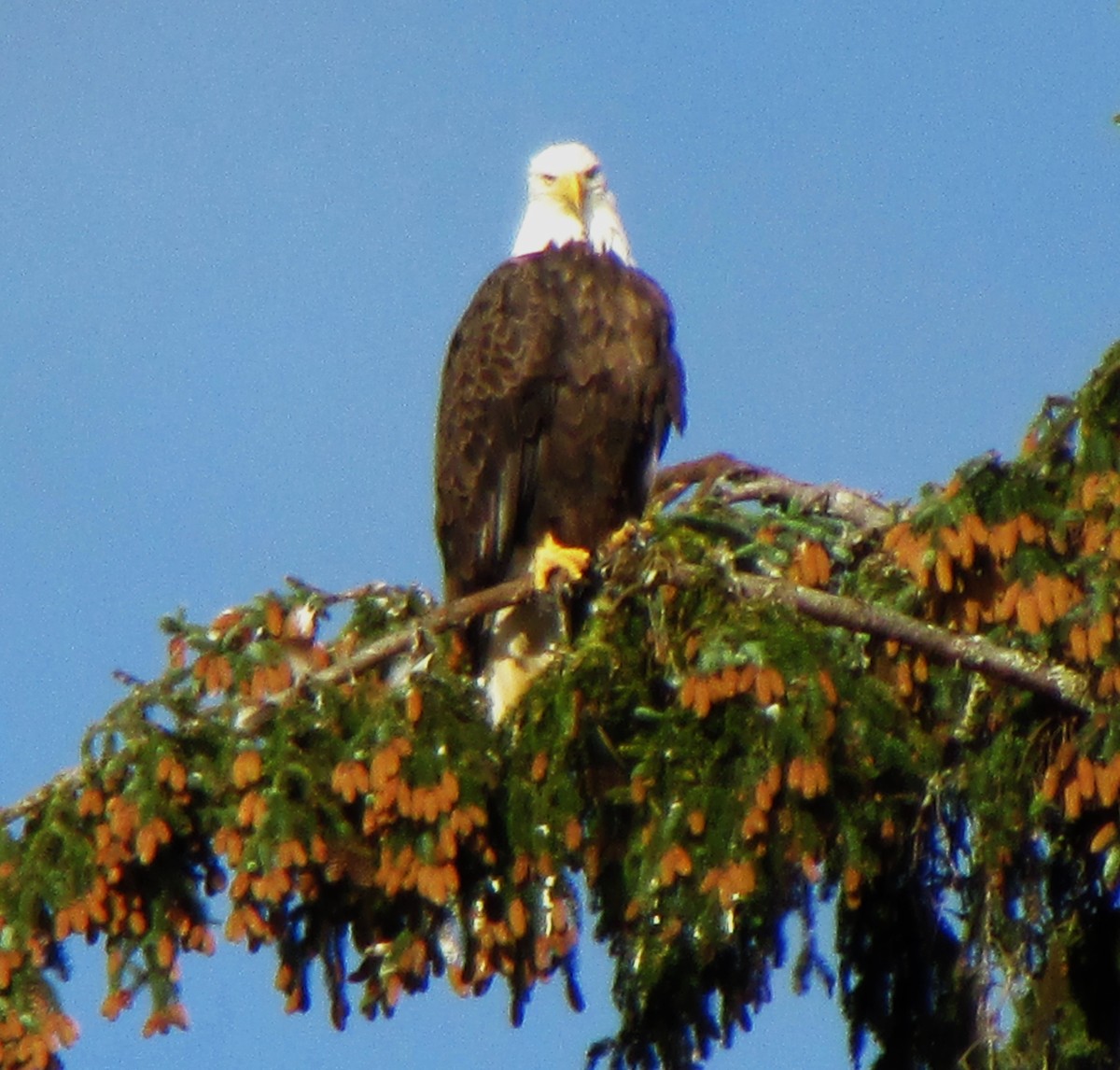 Bald Eagle - Sandy Winkler