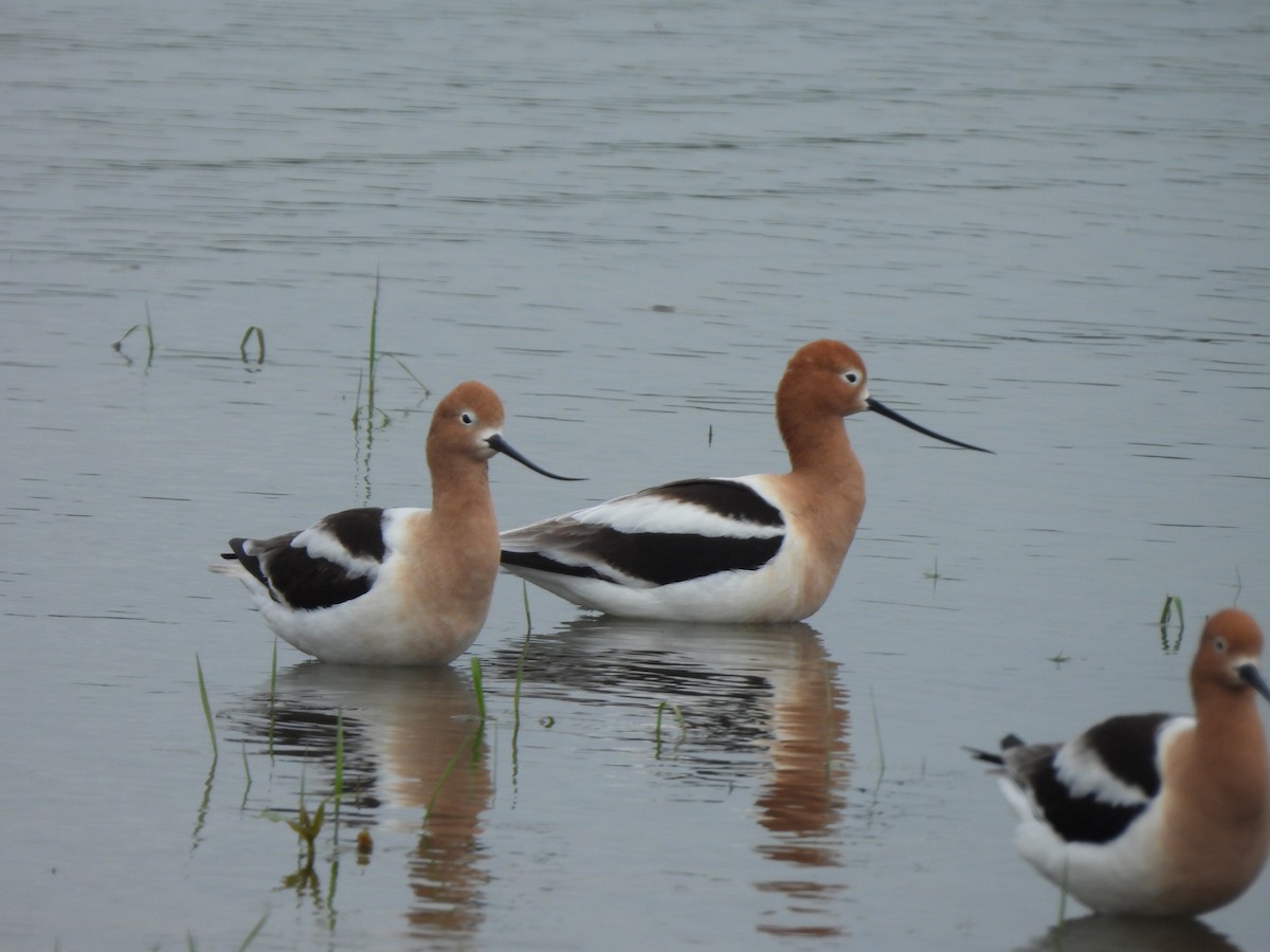 American Avocet - ML617890061