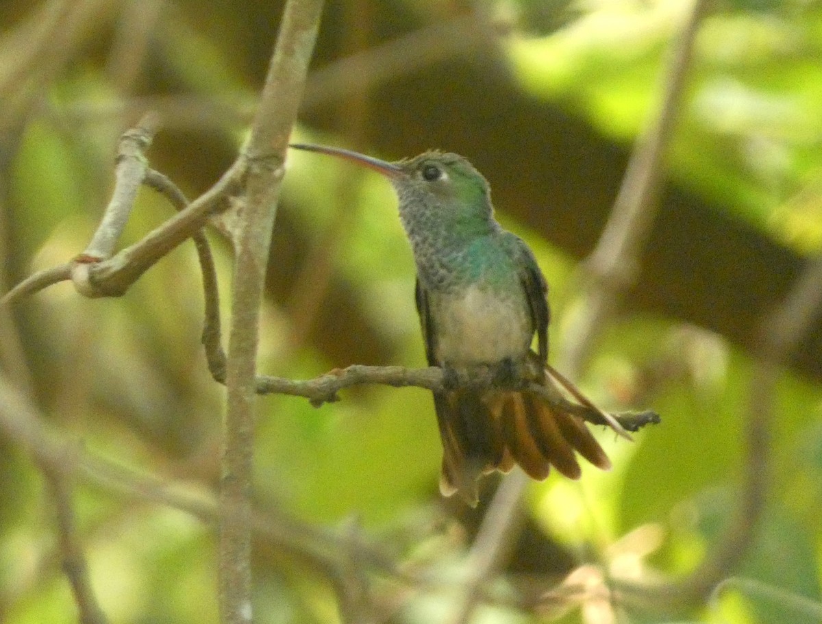 kolibřík honduraský - ML617890070