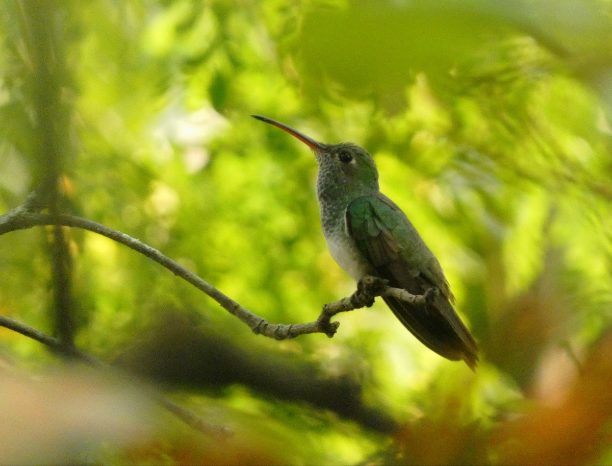 kolibřík honduraský - ML617890074
