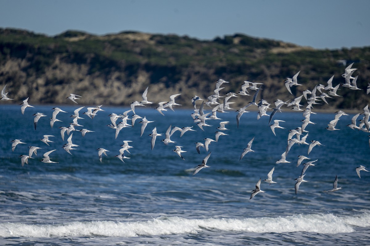 South American Tern - ML617890076