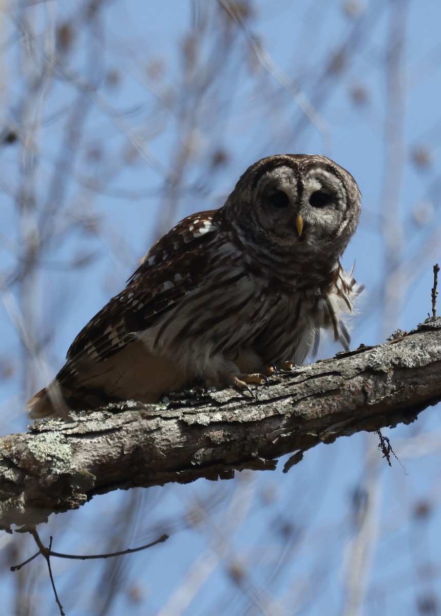 Barred Owl - ML617890083