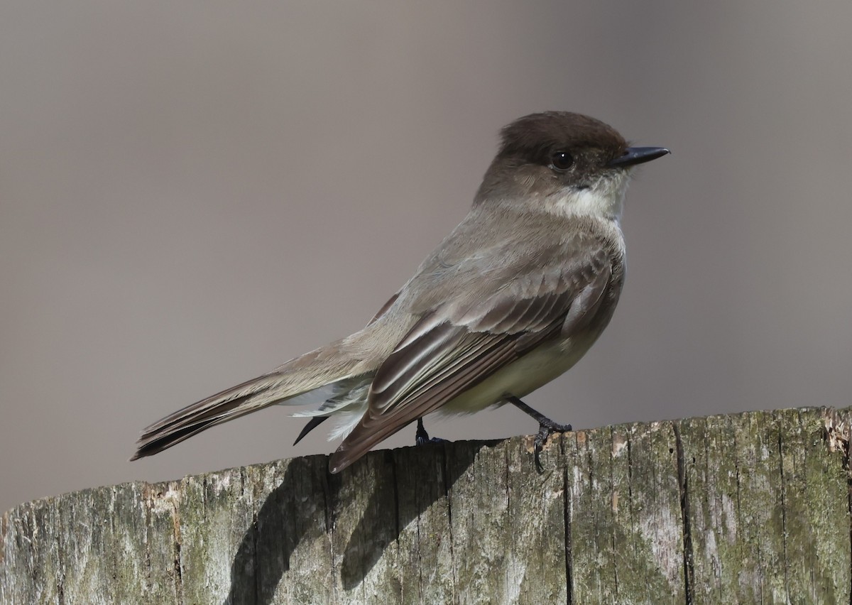 Eastern Phoebe - ML617890099