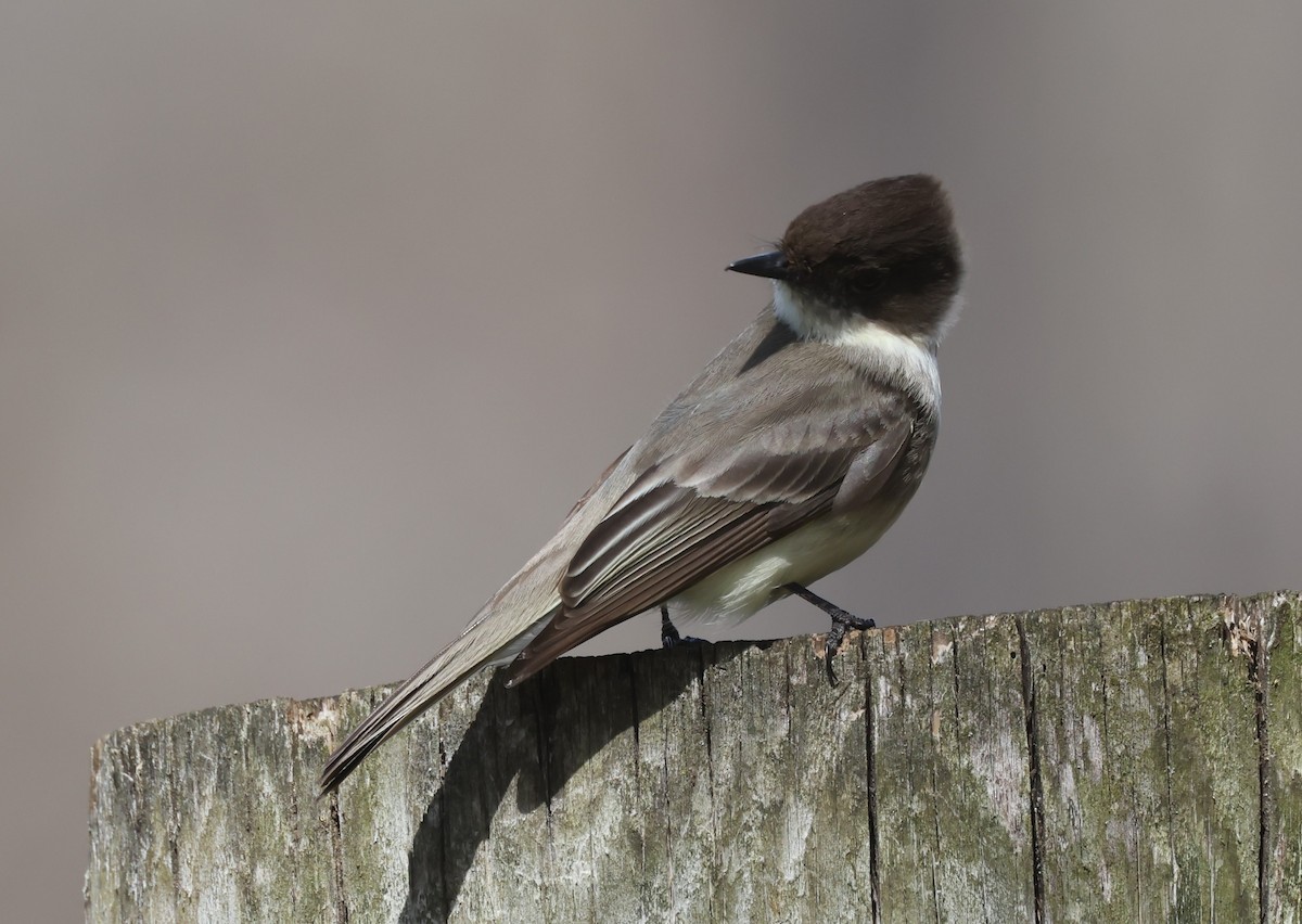 Eastern Phoebe - ML617890100