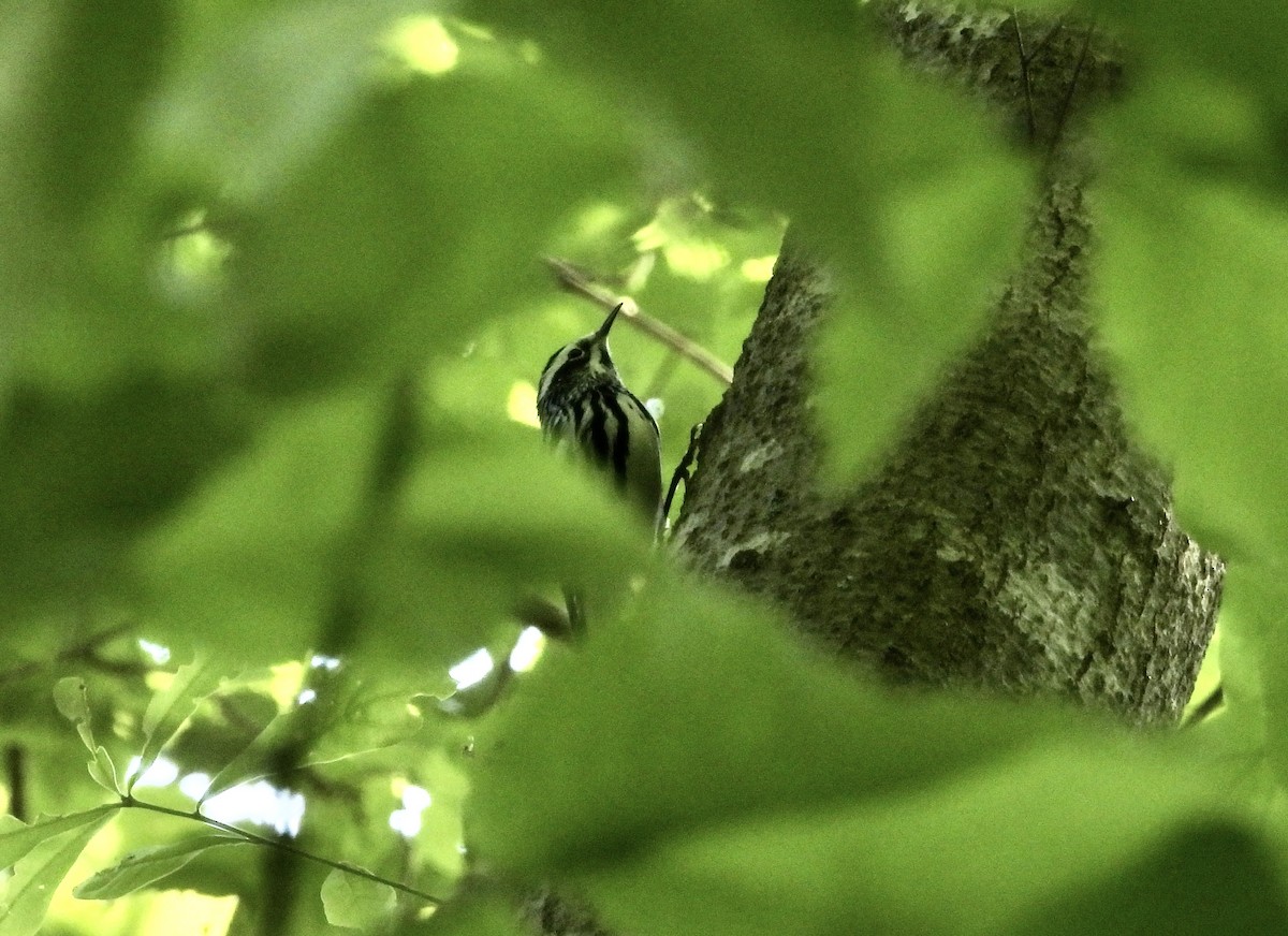 Black-and-white Warbler - ML617890104