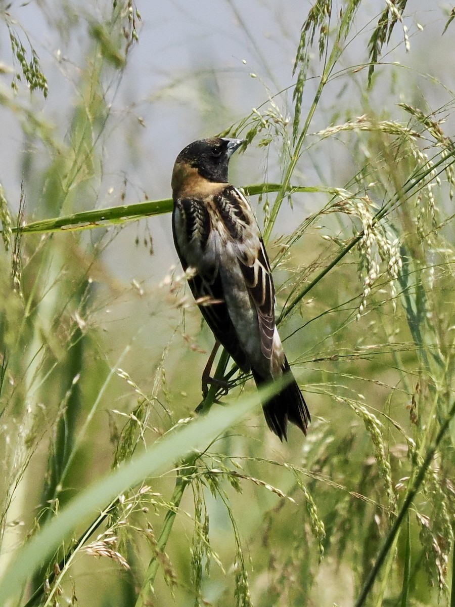 Bobolink - ML617890113