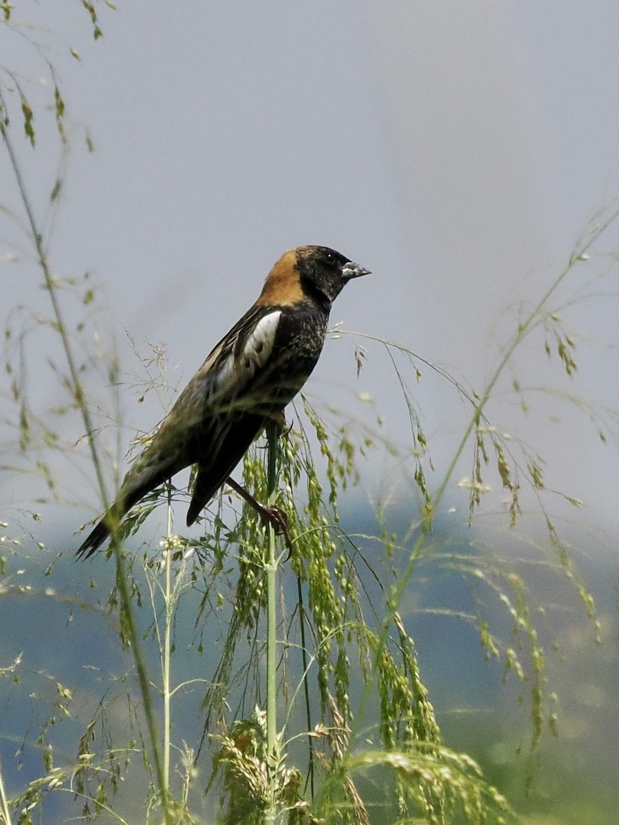 Bobolink - ML617890115