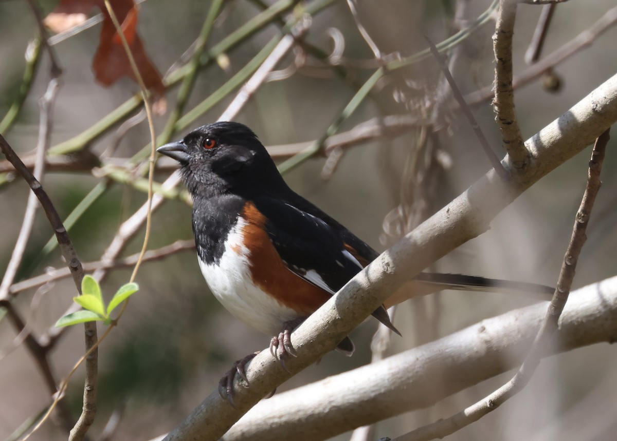 Eastern Towhee (Red-eyed) - ML617890117