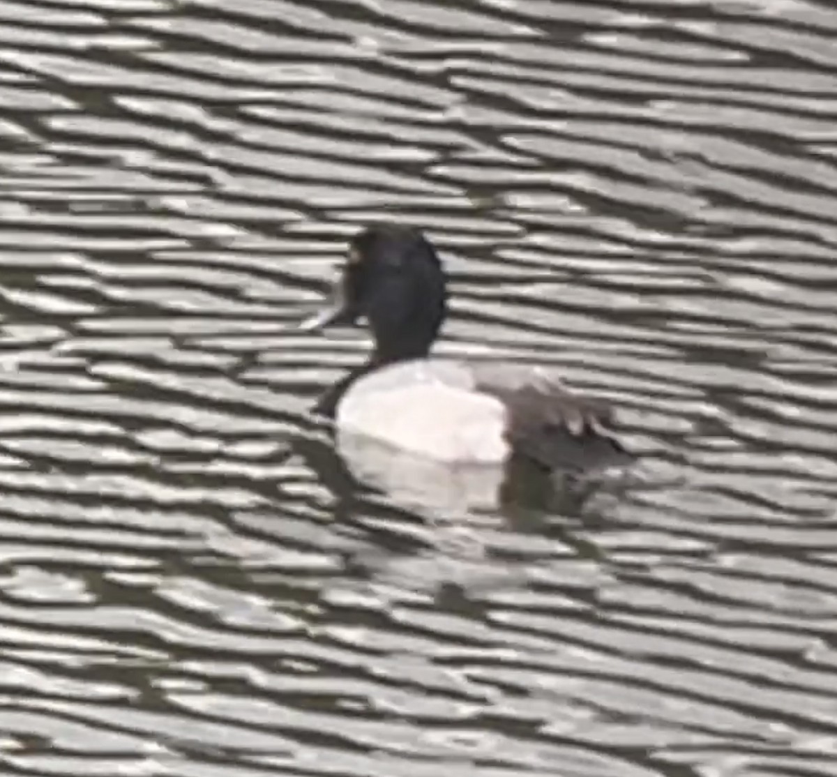 Greater/Lesser Scaup - Joshua Potter