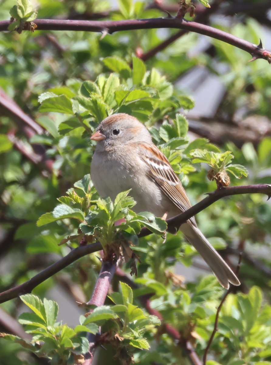 Field Sparrow - ML617890125