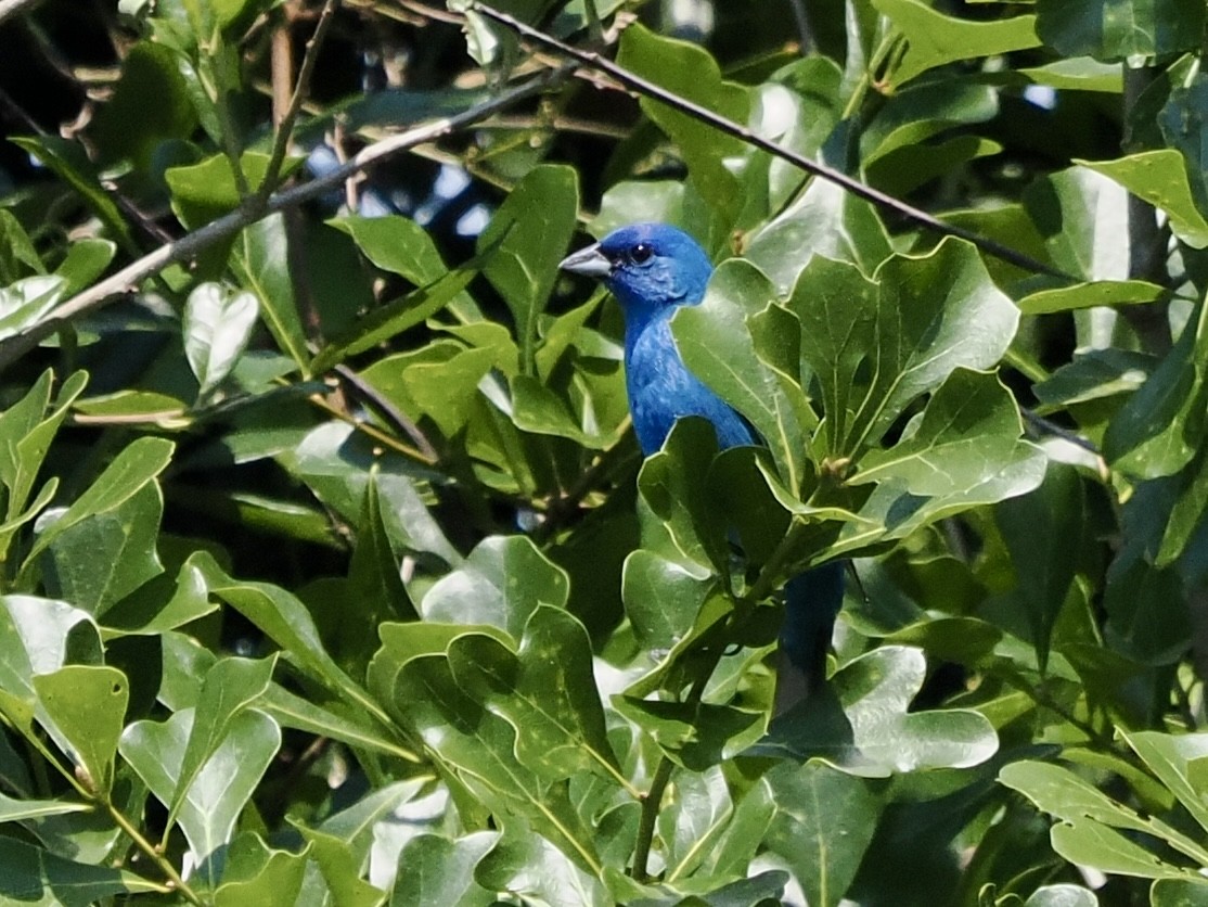 Indigo Bunting - ML617890141