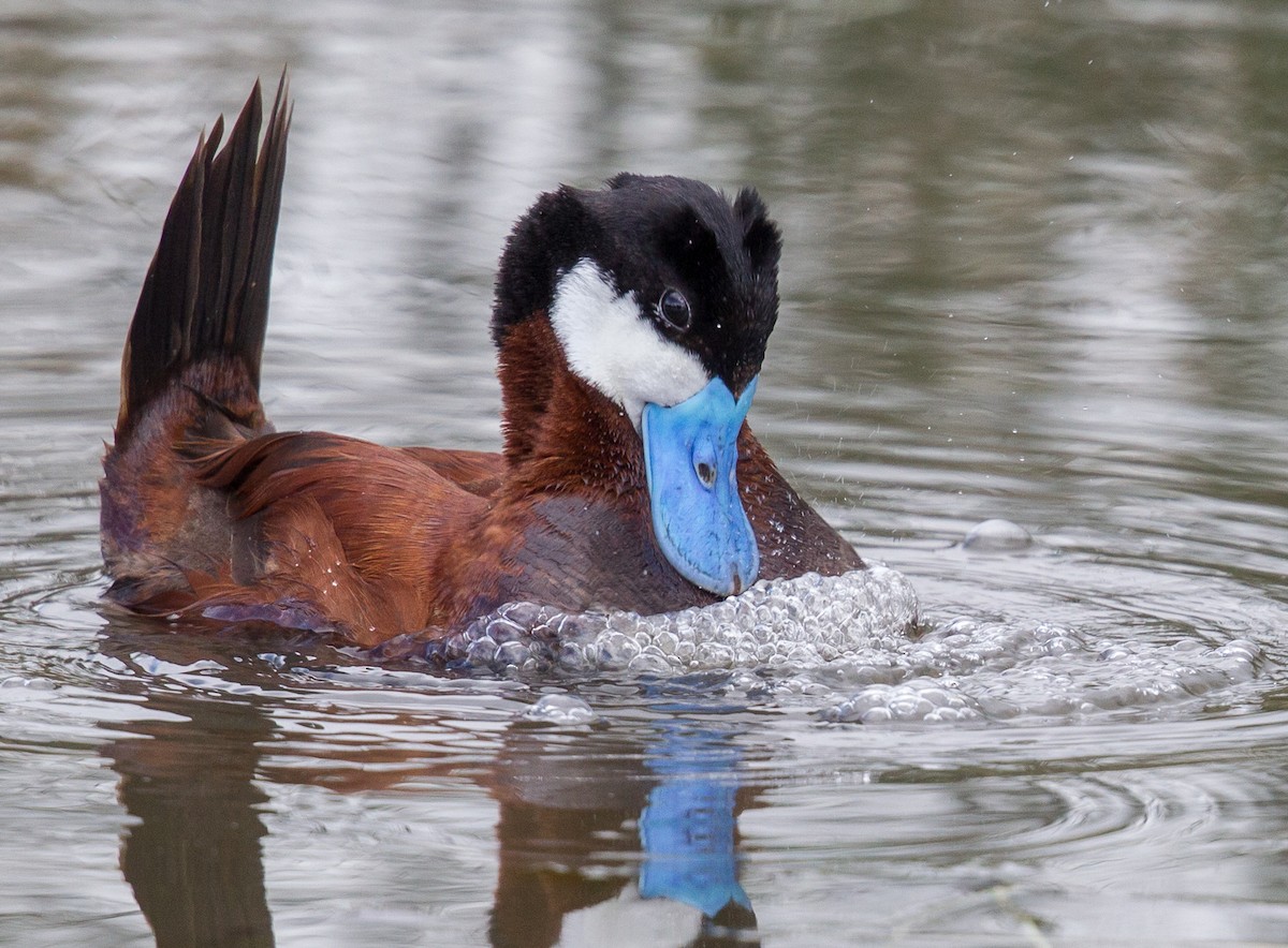 Ruddy Duck - ML617890147