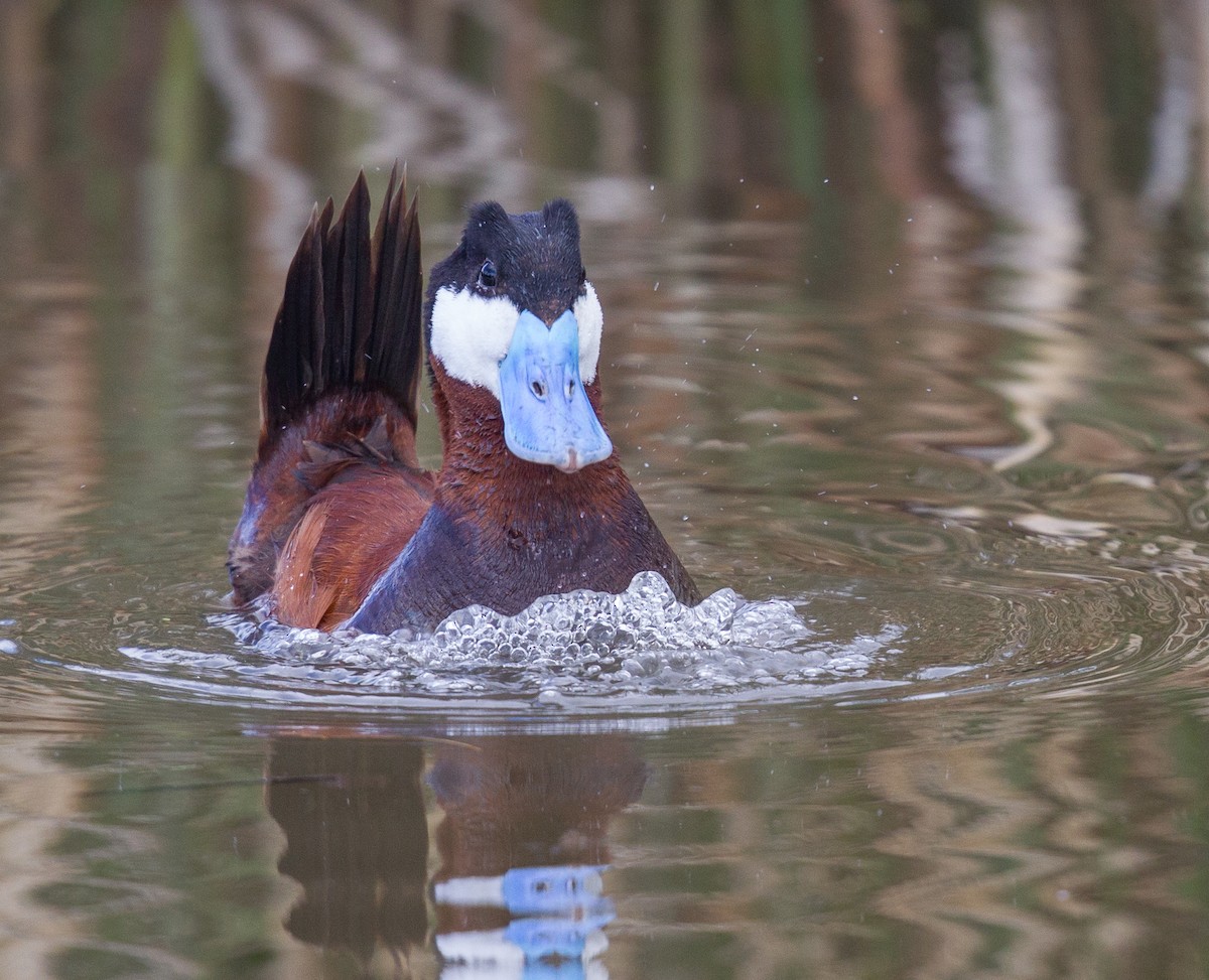 Ruddy Duck - ML617890149