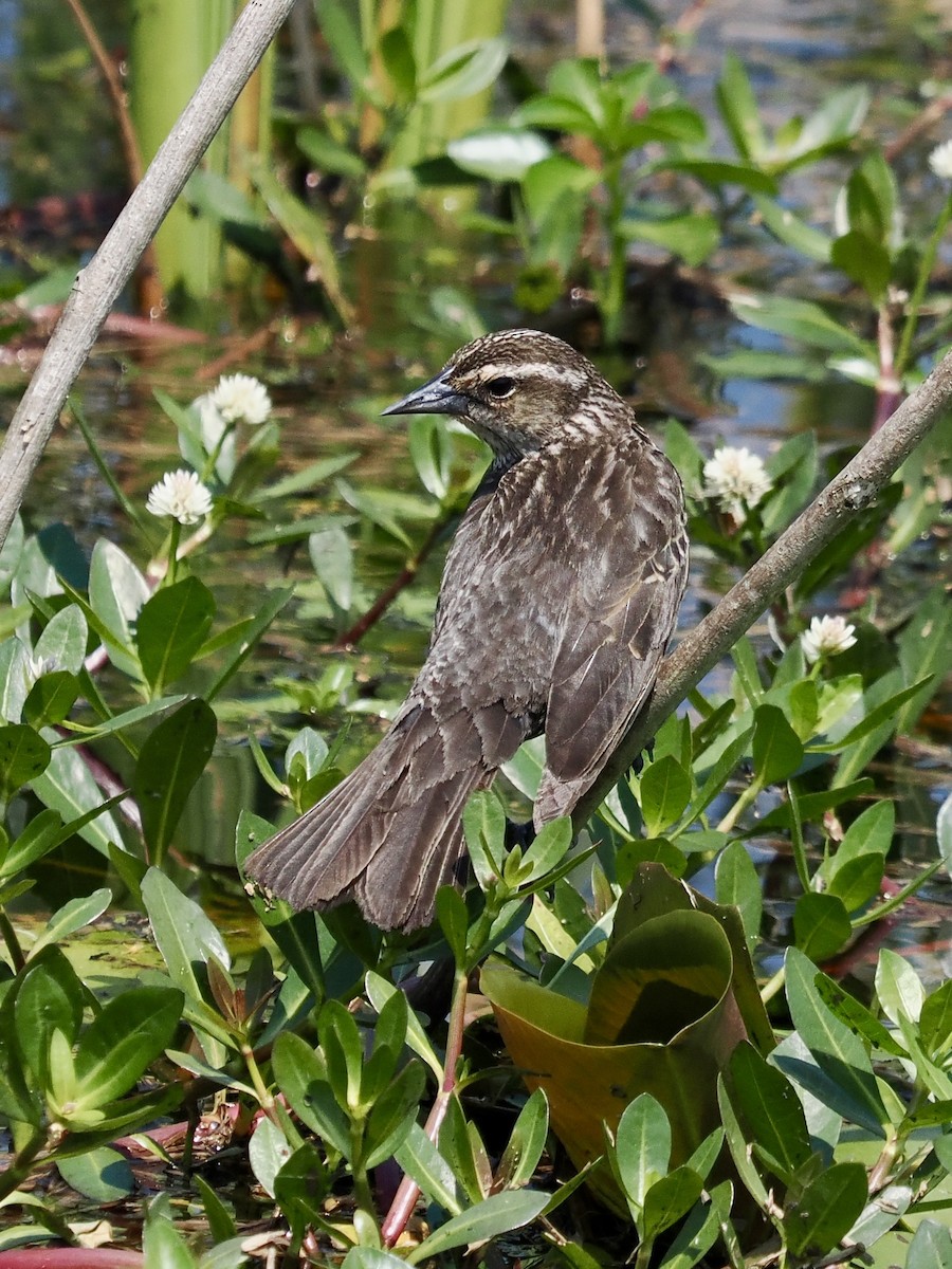 Red-winged Blackbird - ML617890155