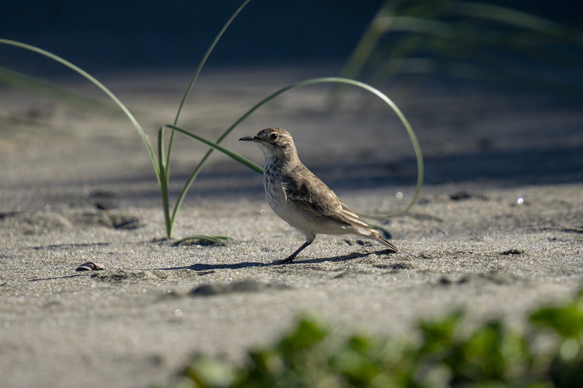 patagoniatunnelfugl - ML617890165