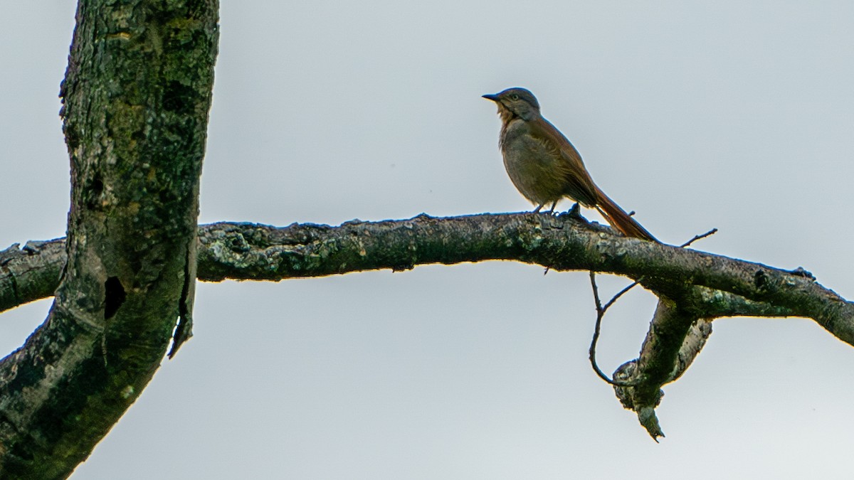 Zorzal Palmero Acollarado - ML617890192