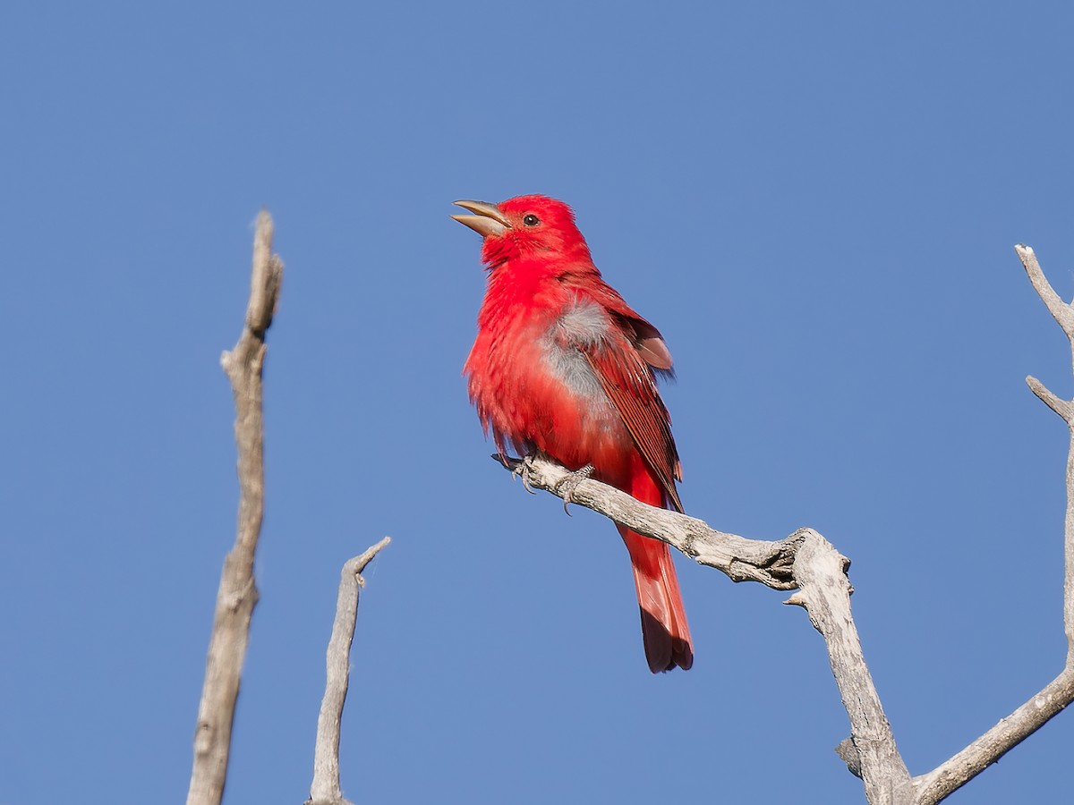 Summer Tanager - Pierre Deviche