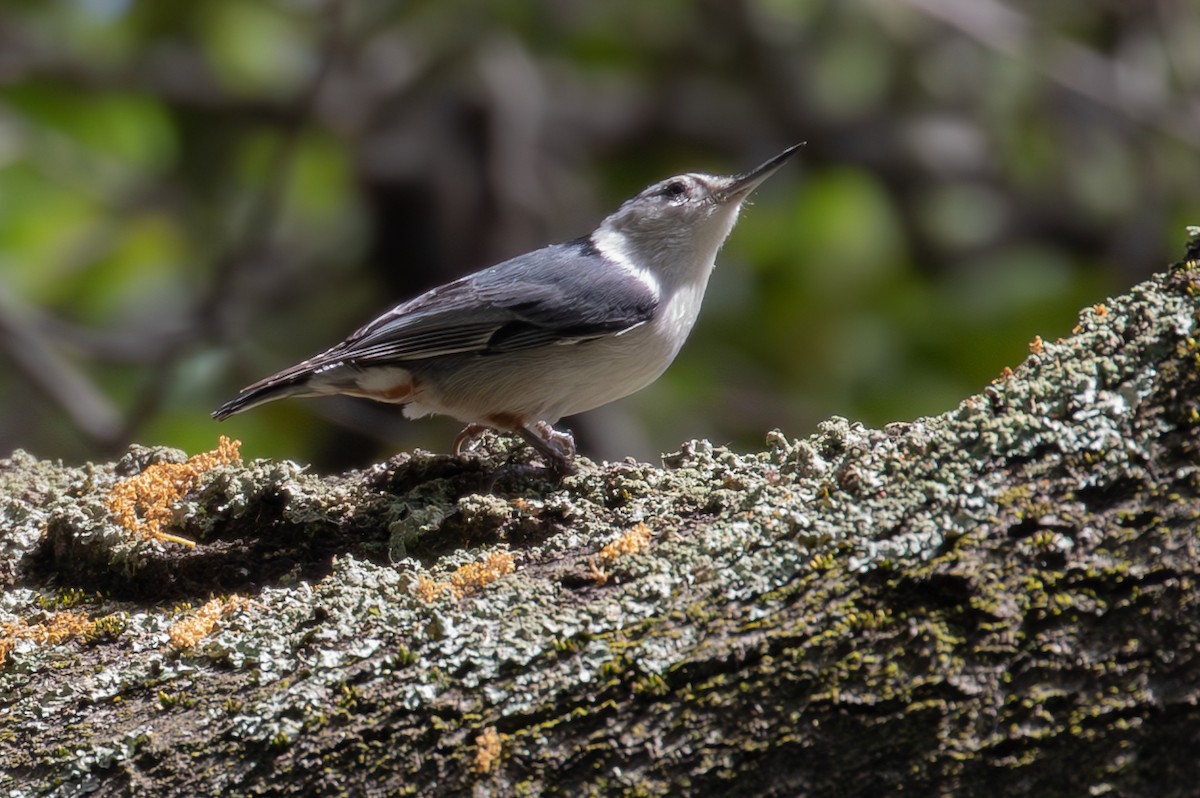 Trepador Pechiblanco (aculeata/alexandrae) - ML617890293