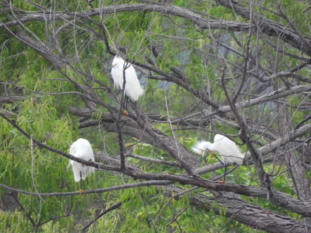 Snowy Egret - ML617890296