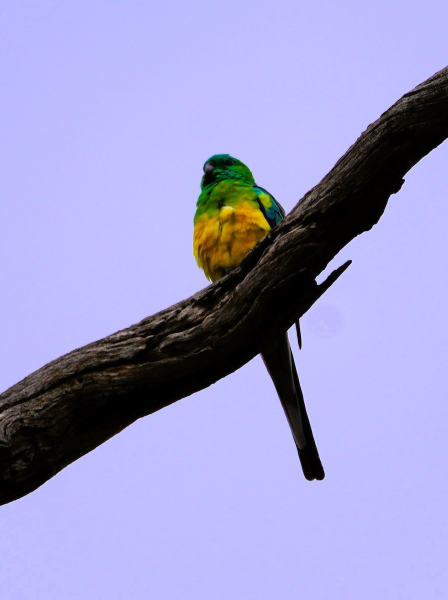 Red-rumped Parrot - ML617890321